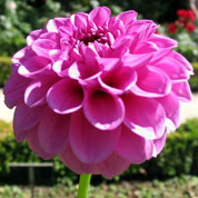 Dahlia Ball 'Boy Scout'